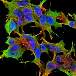 GluR1 Antibody (S355-1), Novus Biologicals 0.025 mg, Unconjugated:Antibodies,